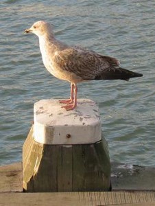 20051112-vogel